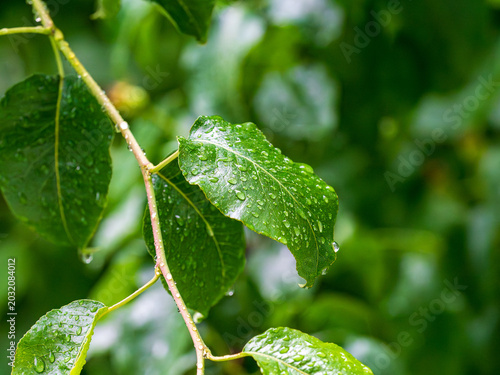 Fresh green leaves with drops of water after rain