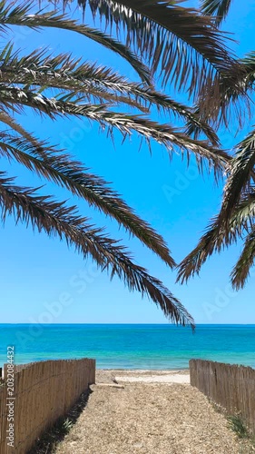 Vertical slow motion palms over Sardinia beach path leading to turquoise sea under clear blue sky.