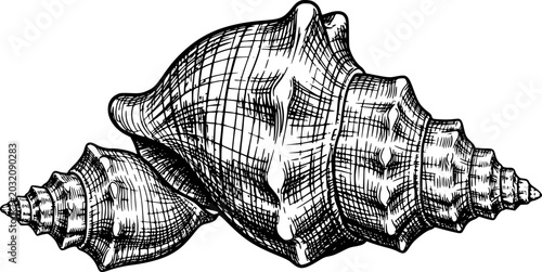 Schilderij op canvas Detailed black and white line of conch shells, vintage style ocean marine