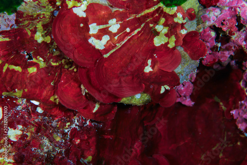 Tablou pe pânză Coralline algae from the Mediterranean Sea