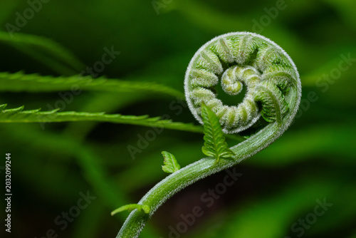 Bild auf Leinwand Fresh green fern shoots in a spiral shape. Macro photo