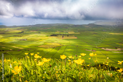 Green agricultural fields of Terceira Island seen from Miradouro da Serra do Cume viewpoint in the Azores, Portugal. Yellow wild flowers bloom in the foreground under a cloudy sky.