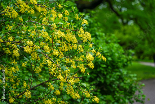 Yellow flowering currant bush in spring
