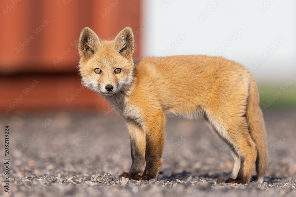 Naklejka premium Red fox kit
