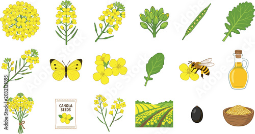 Canola and Mustard Flower Agriculture Vector Set Featuring Yellow Blossoms, Oil Bottle, Seeds, Field, Bee, and Leaves for Organic Product Designs