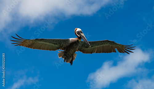 Quadro su tela Pelican flying in sky