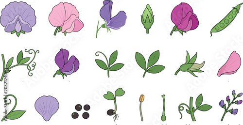 Εκτύπωση καμβά Sweet Pea Flower Botanical Illustration Set with Bloom Stages, Seed Pod, Tendril