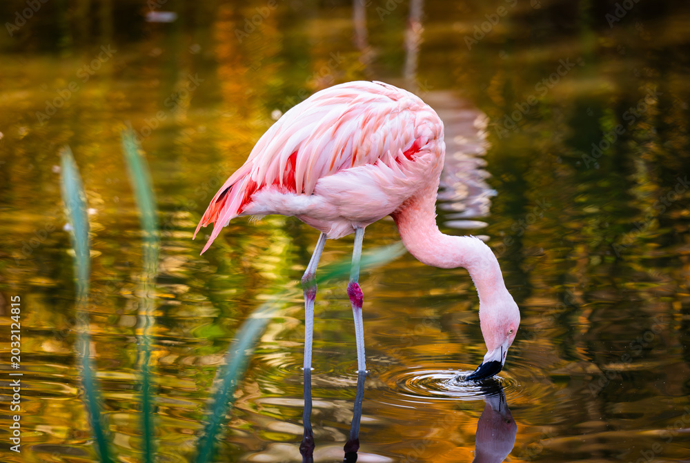 Obraz premium Pink Flamingo Birds In Water And Hunting For Fish