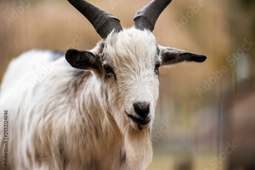 Fotografija Beautiful Young Goat With An Adorable Face On An Outdoor Farm
