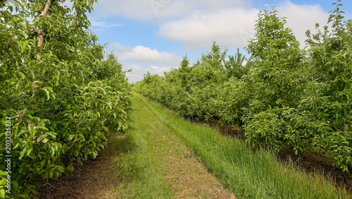 Fotografija Straight grassy lane between flourishing apple tree rows in productive organic o