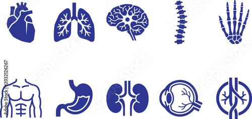 Foto Blue medical organ icons on white background including heart lungs brain spine h