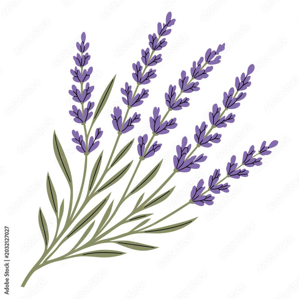Fototapeta premium Lavender flower bouquet vector illustration isolated on white background