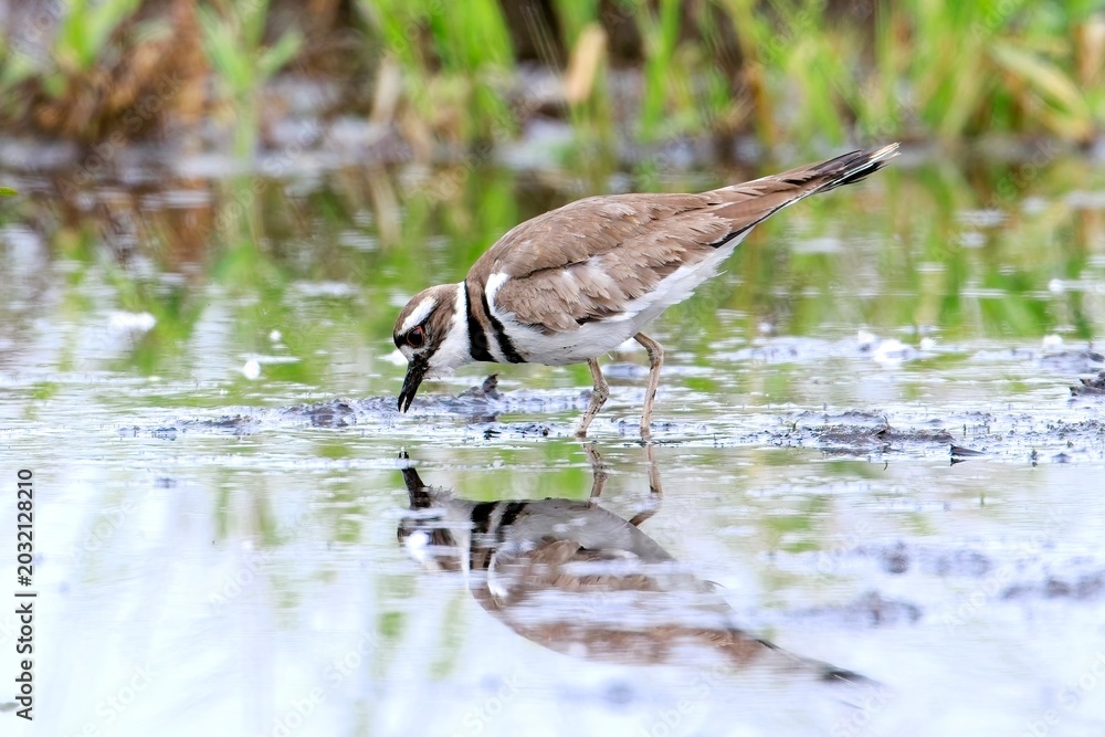 Fototapeta premium Killdeer forages for food in the water.