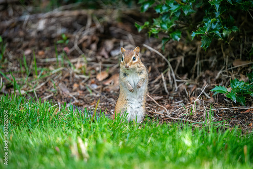 Chipmunk in the Garden