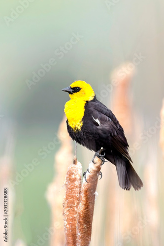 Yellow headed blackbird on a cattail.