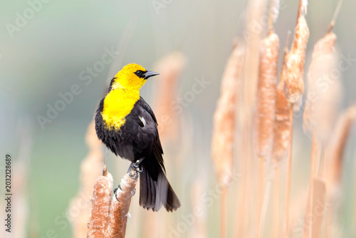 An alert yellow headed blackbird.