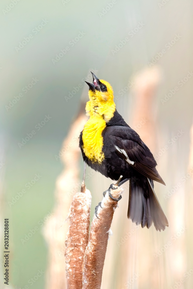 Fototapeta premium Yellow headed blackbird calling out.