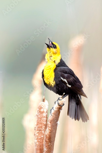  Yellow headed blackbird calling out.