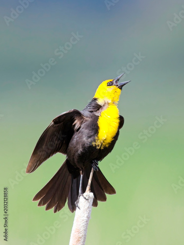  Yellow headed blackbird singing out.