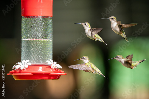 Hummingbirds at the Feeder