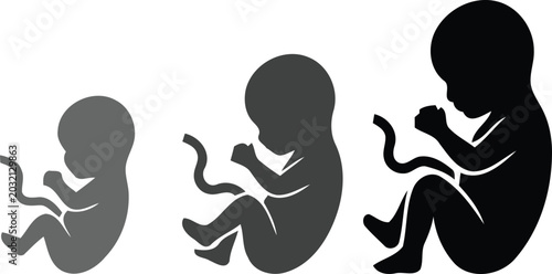 Fotografie Three gray and black silhouettes of human embryos in different stages of develop