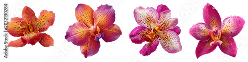 Orchid flower tropical pink orange blossom petal exotic botanical nature vibrant orchid flower tropical pink orange blossom petal exotic botanical nature collection isolated transparency