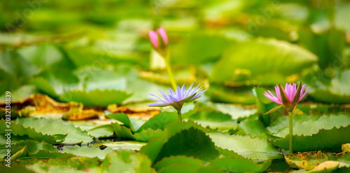Принти на полотні Lotus pond