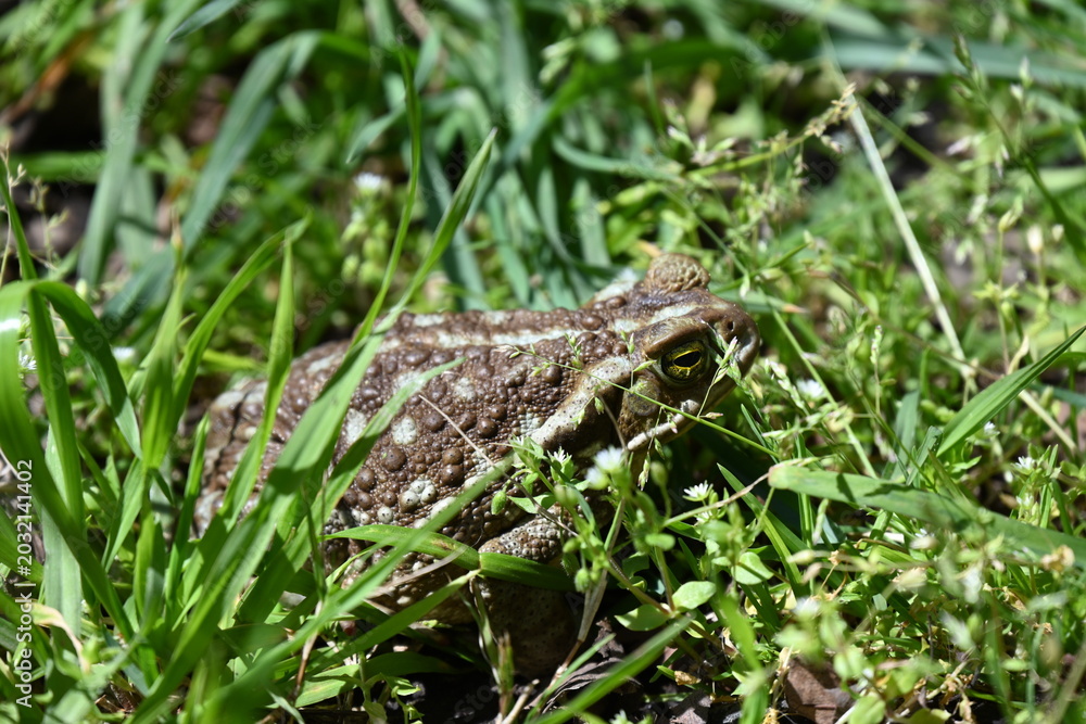 Fototapeta premium Large brown toad sitting on the street