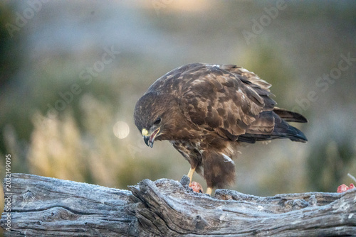 Tableau sur toile Common buzzard (Buteo buteo) photographed in Spain