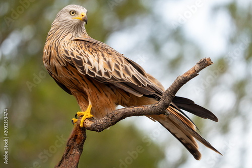 Red kite (Milvus milvus) photographed in Spain