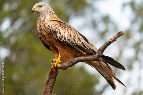 фотографія Red kite (Milvus milvus) photographed in Spain