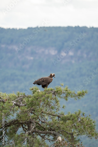 Black vulture (Aegypius monachus) photographed in Spain