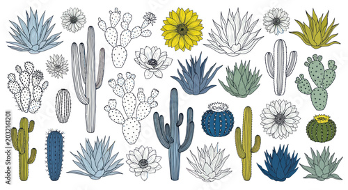 Schilderij op canvas Collection of various cactus plants 1.