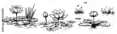 Foto Water lily flowers and lotus pads in pond hand drawn vintage ink sketch
