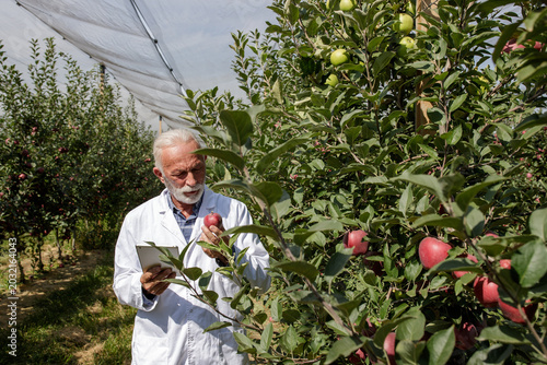 Expert inspects apples in orchard