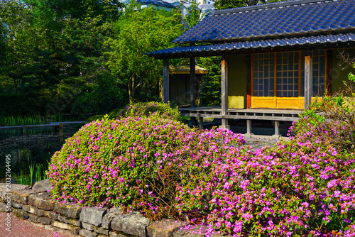 Canvas Print Traditional Japanese House in a Lush Garden with Pink Azaleas