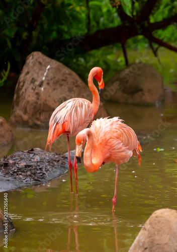 Pink flamingos stroll along the coast. A flock of wild birds. A romantic concept, a tender, loving backdrop. Beautiful nature, a world of wild animals.