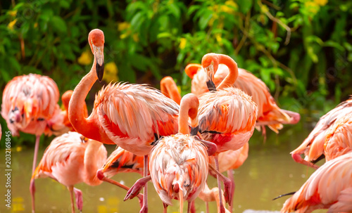 Pink flamingos stroll along the coast. A flock of wild birds. A romantic concept, a tender, loving backdrop. Beautiful nature, a world of wild animals.