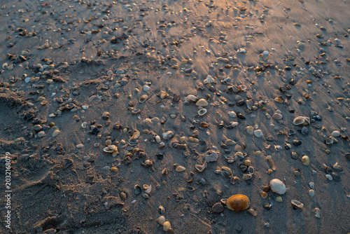 Konstfotografi Seashells at sunrise on Cocoa Beach in Florida at low tide