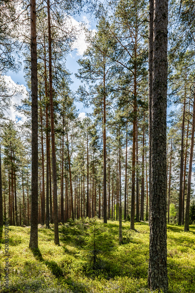 Fototapeta premium Magical fairytale forest. Forest therapy and stress relief