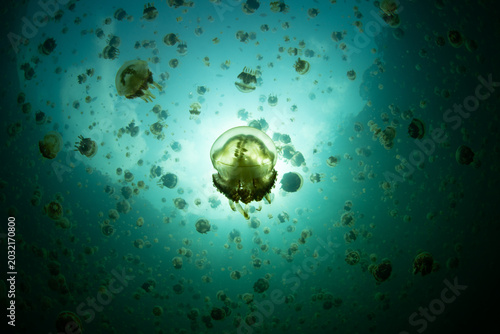 Golden jellyfish, Mastigias papua etpisoni, aggregate in Palau's famed Jellyfish Lake. This remote and beautiful marine lake is one of the unique places to snorkel on planet Earth.
