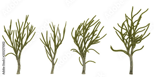 Collection of Alluaudia plants isolated on white background