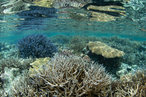 Healthy and fragile corals grow on a shallow reef in Palau's southern lagoon. This beautiful island-nation is a popular destination for divers, snorkelers, kayakers, and World War II historians. 