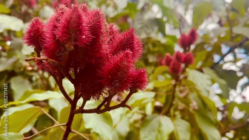Fruto do urucum usado para colorau natural
T| Annatto fruit used as natural spice coloring