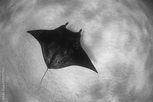 A manta ray, Manta alfredi, cruises over sand in Palau's southern lagoon. This beautiful island-nation is a popular destination for divers, snorkelers, kayakers, and World War II buffs. 