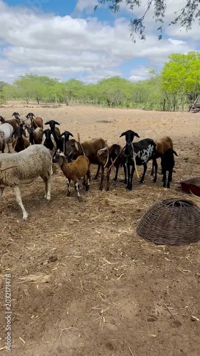 Vacas, cabras e ovelhas no sertão da Bahia 