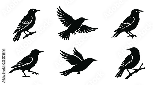 Tableau sur toile different black starling silhouettes on a clean white background, minimalist vector style