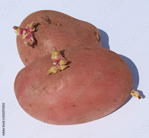 Cuadro en lienzo High-angle view of red potatoes with prominent chitting sprouts (eyes) on a white backdrop, demonstrating the early stages of potato cultivation and vegetative propagation