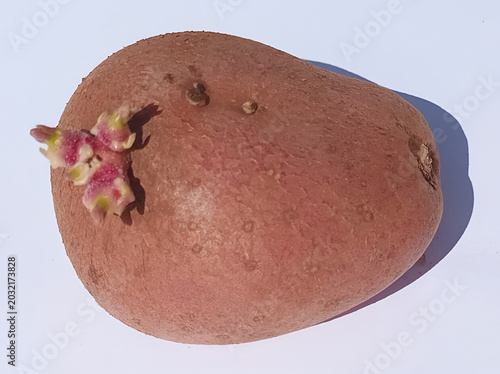 Photos High-angle view of red potatoes with prominent chitting sprouts (eyes) on a white backdrop, demonstrating the early stages of potato cultivation and vegetative propagation