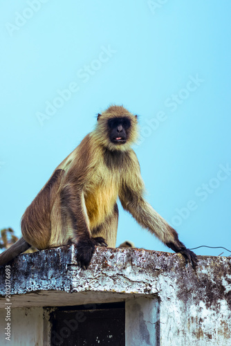 Canvas Print Close-up photos of langur monkey